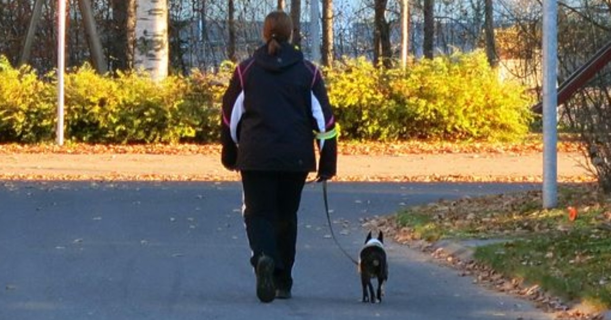 Charity seeks volunteers to care for dogs in Harrogate district