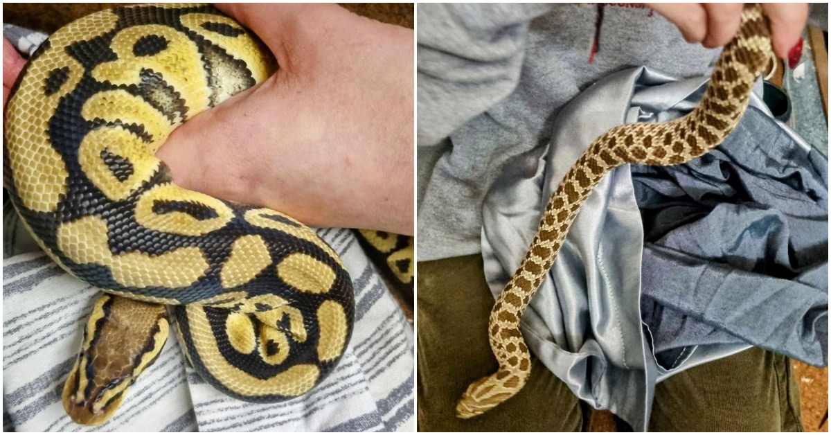 Knaresborough reptile centre issues urgent plea for help