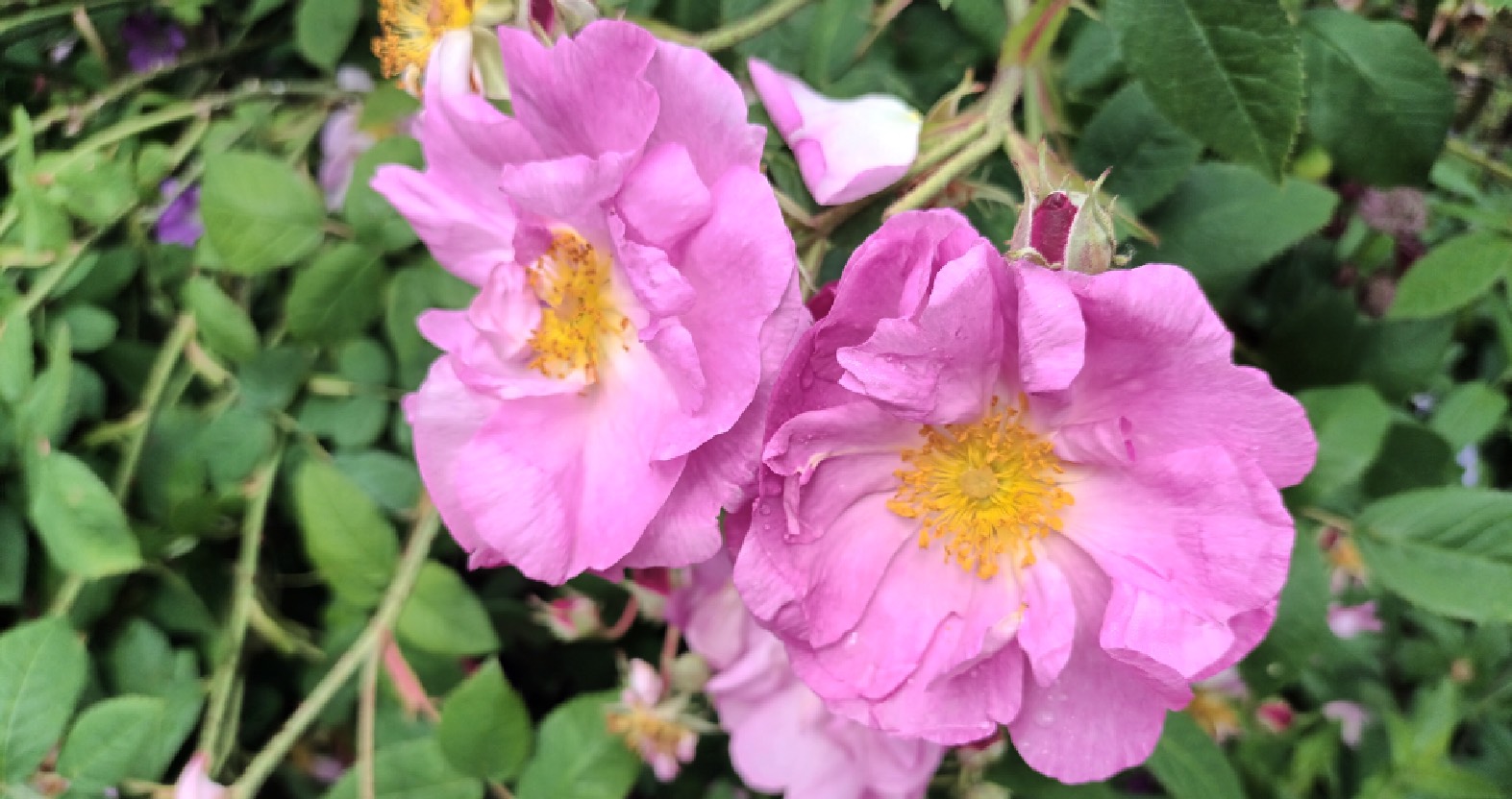 Holbeach Roses Photo of the week: a blooming beach rose