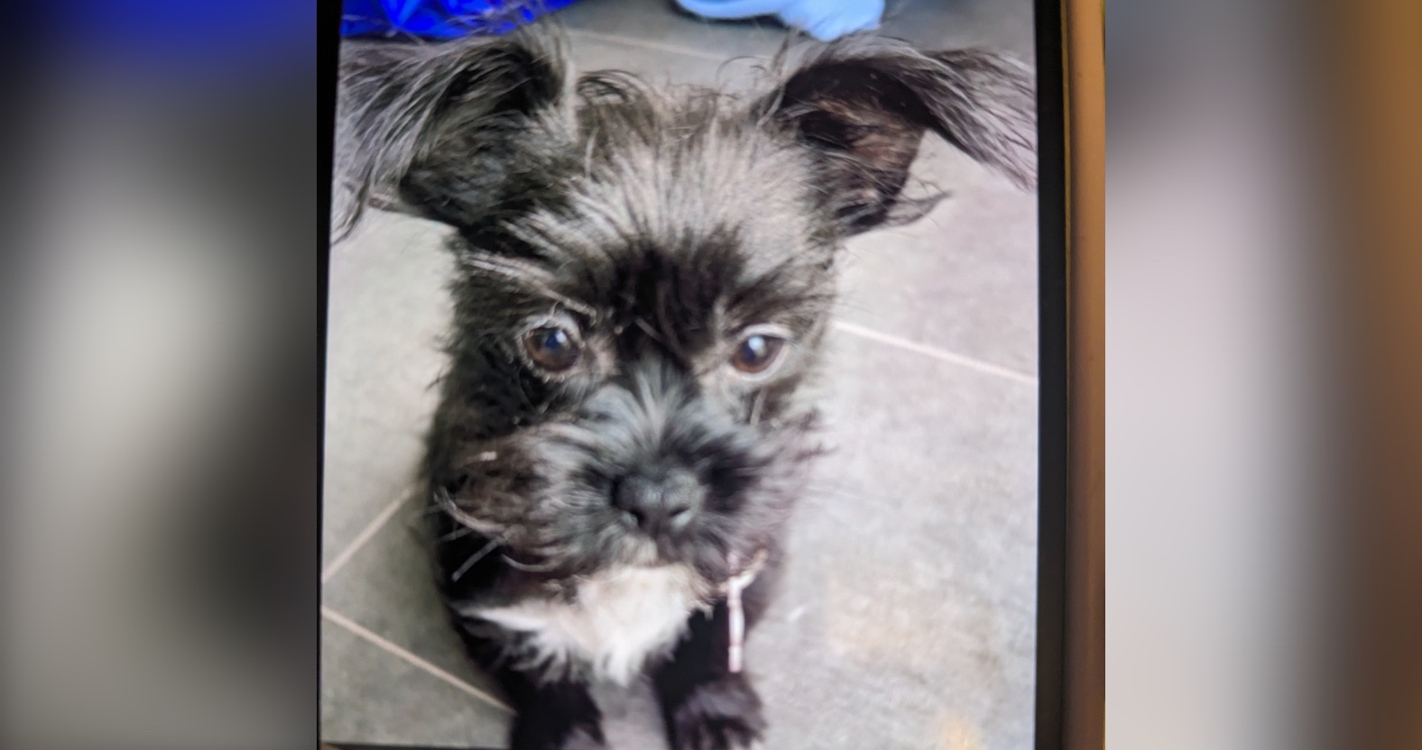 Local woman banned from keeping animals after starving puppy to death
