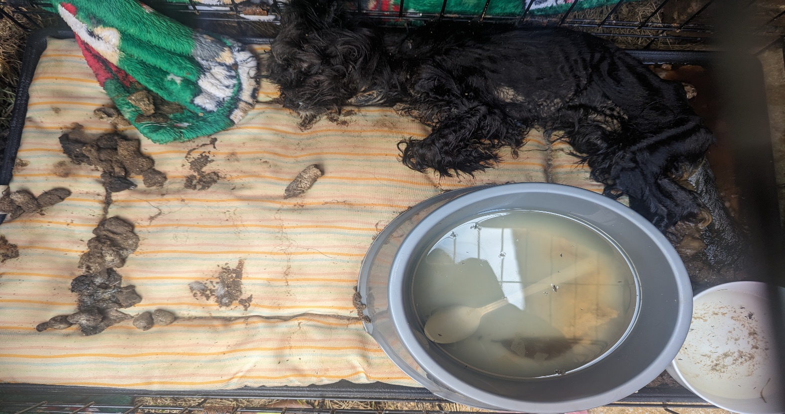 Local woman banned from keeping animals after starving puppy to death