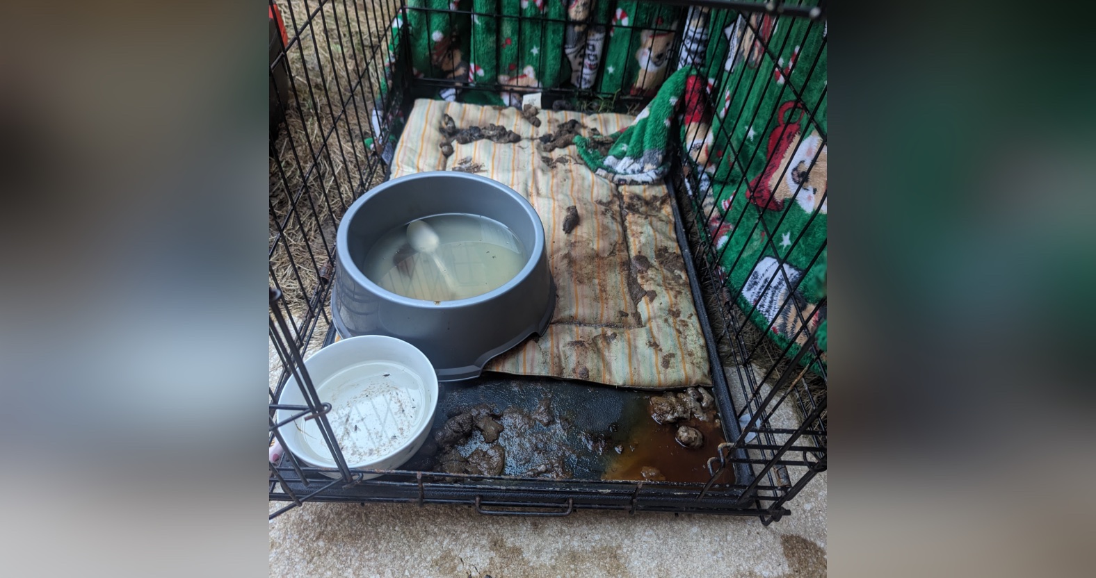 Local woman banned from keeping animals after starving puppy to death