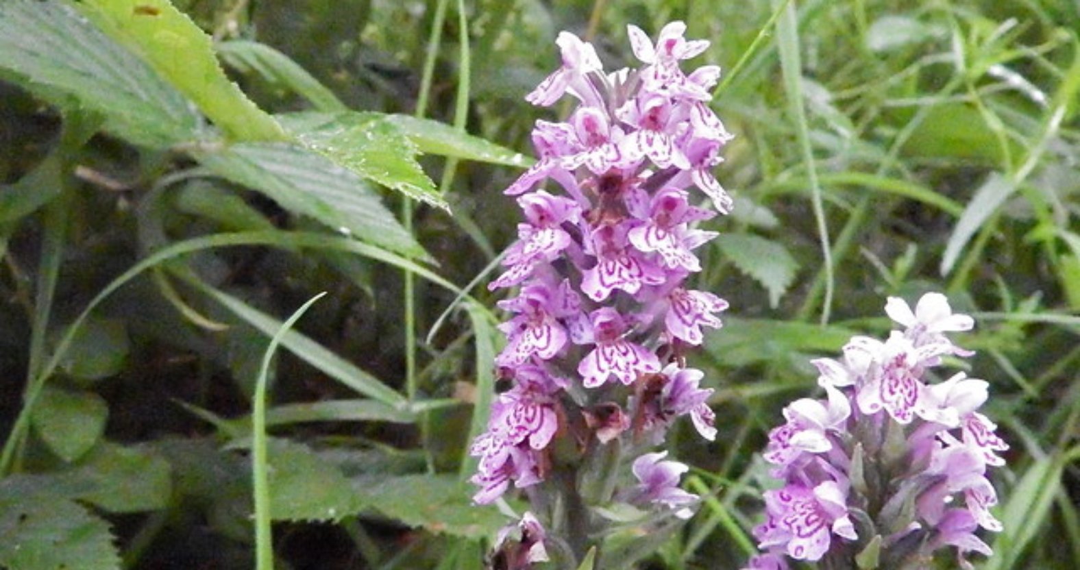 Wild orchids on the Stray are 'encouraging signs', says botanist