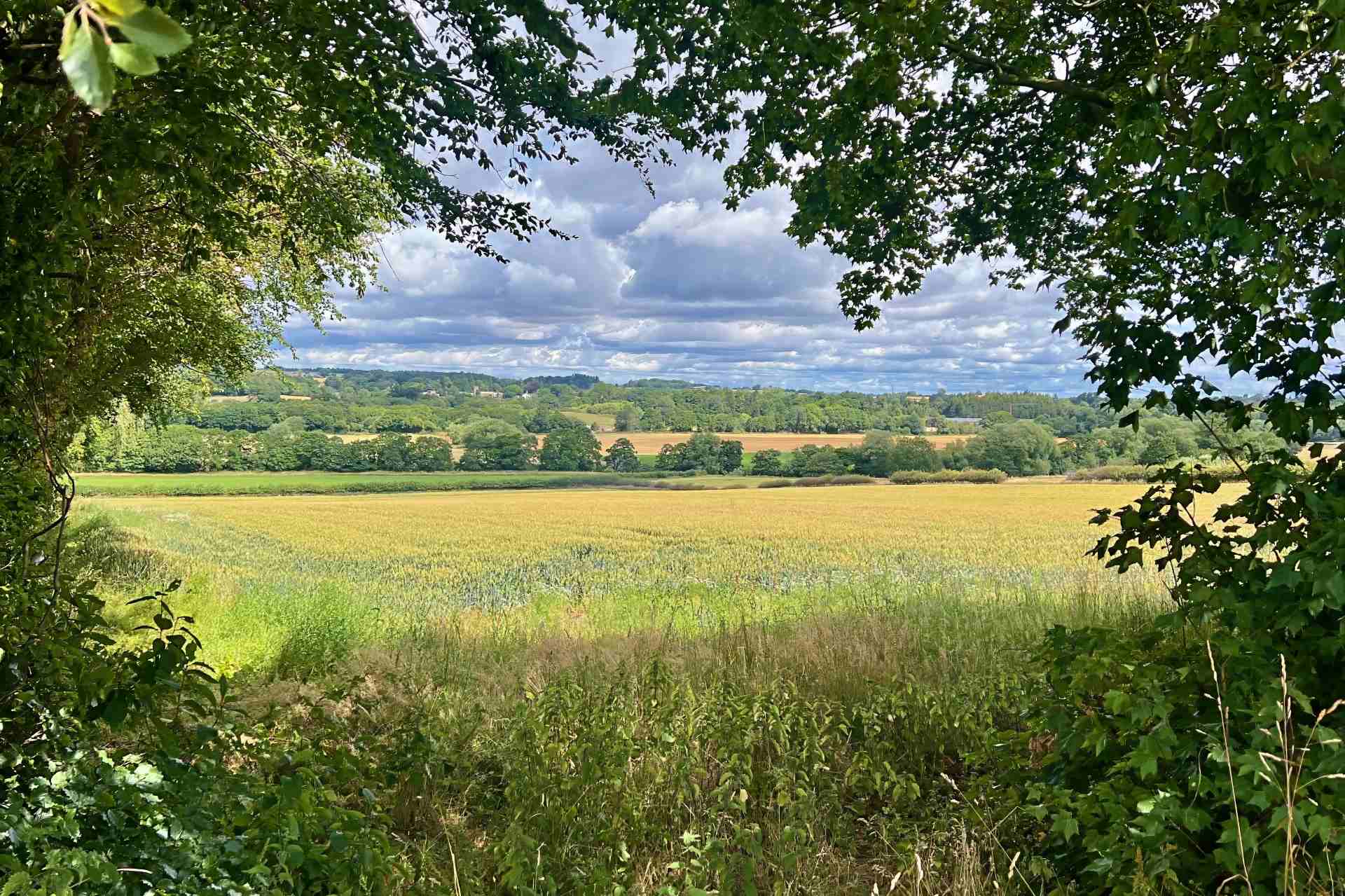 Photo of the Week: Country view on a summer's afternoon