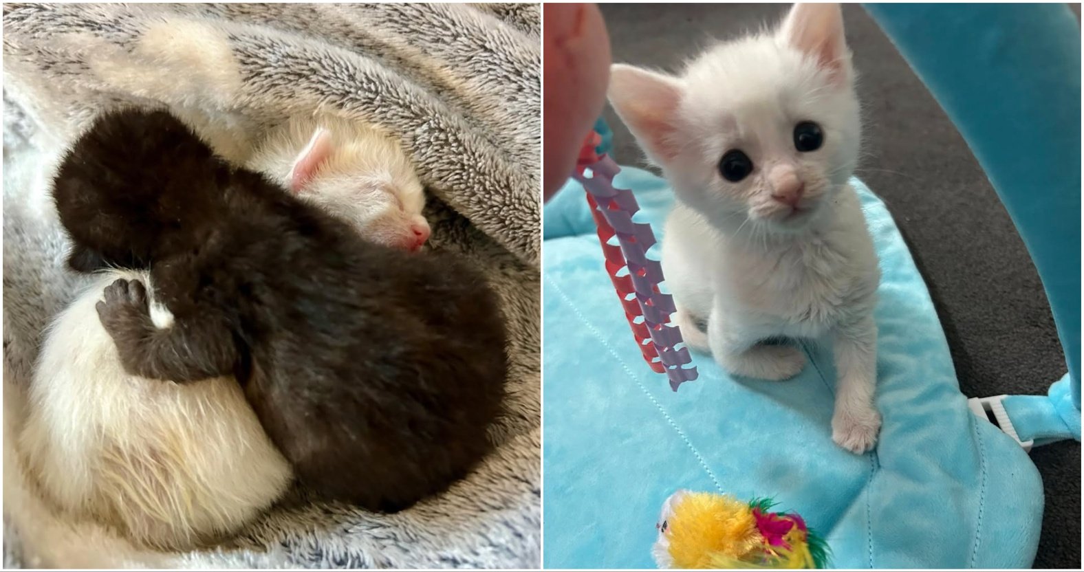 Disabled kittens doing well, says Harrogate Cat Rescue